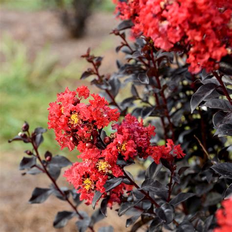Cultivating Calmness: The Therapeutic Benefits of Sunset Magic Lagerstroemia Indica